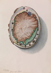 Green-lipped Abalone, Haliotis laevigata